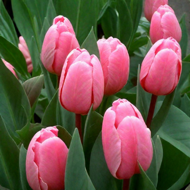 Jumbo Pink